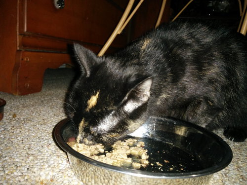 MAGPIE - Domestic Short Hair available for adoption