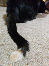 MagPie - Photo 4