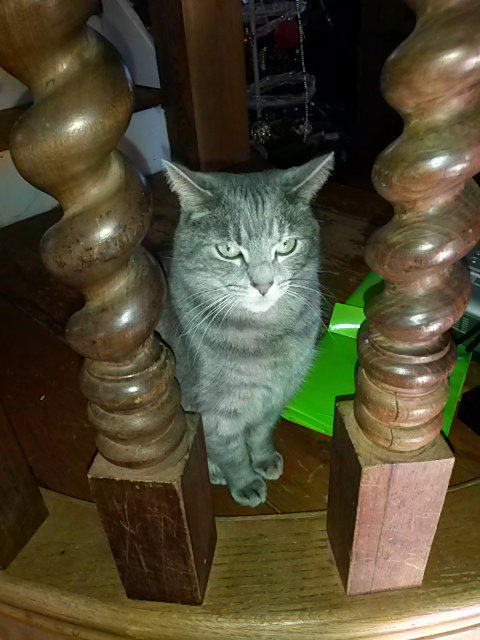 KELLY - Domestic Short Hair available for adoption