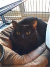 adoptable Cat in columbia, MD named Lucy