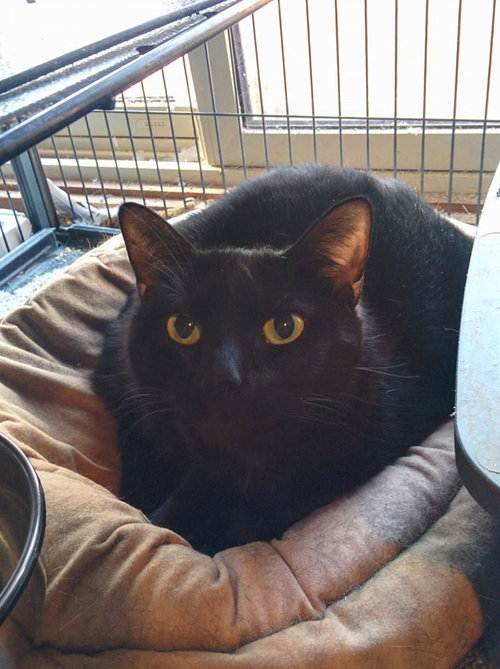 LUCY - Domestic Short Hair available for adoption