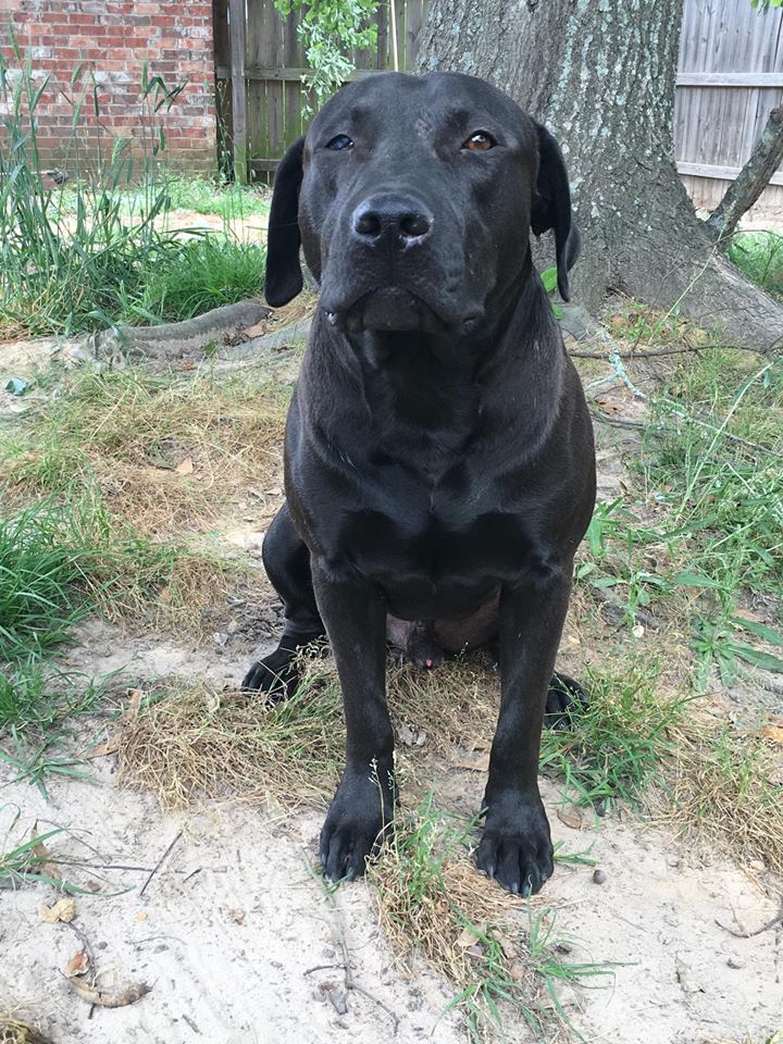 Dog for Adoption Bowser, a Black Labrador Retriever in Oakham, MA Alpha Paw