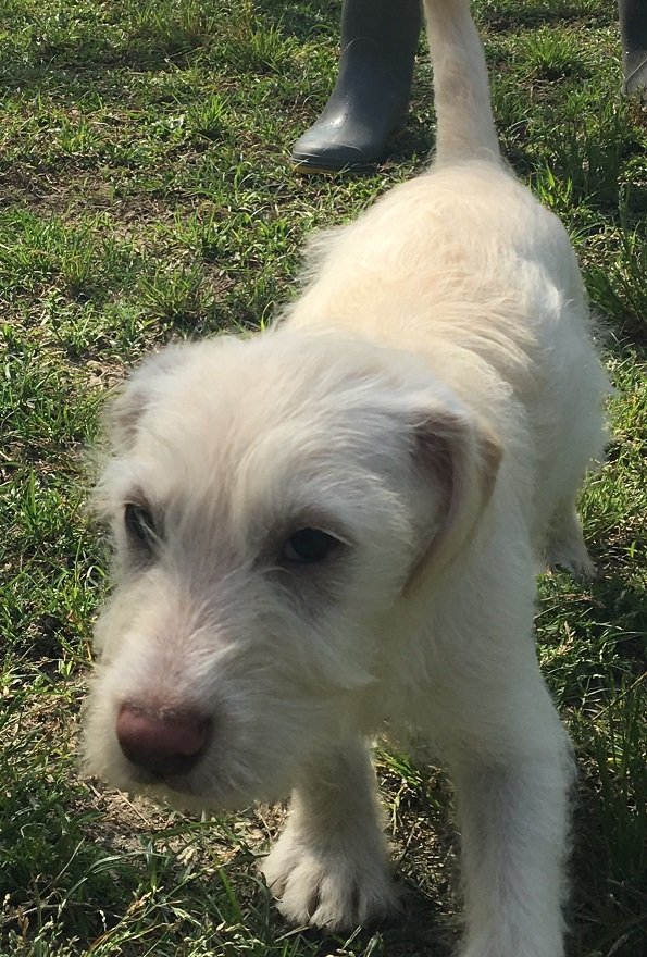 adoptable Dog in Canton, CT named Anastasia