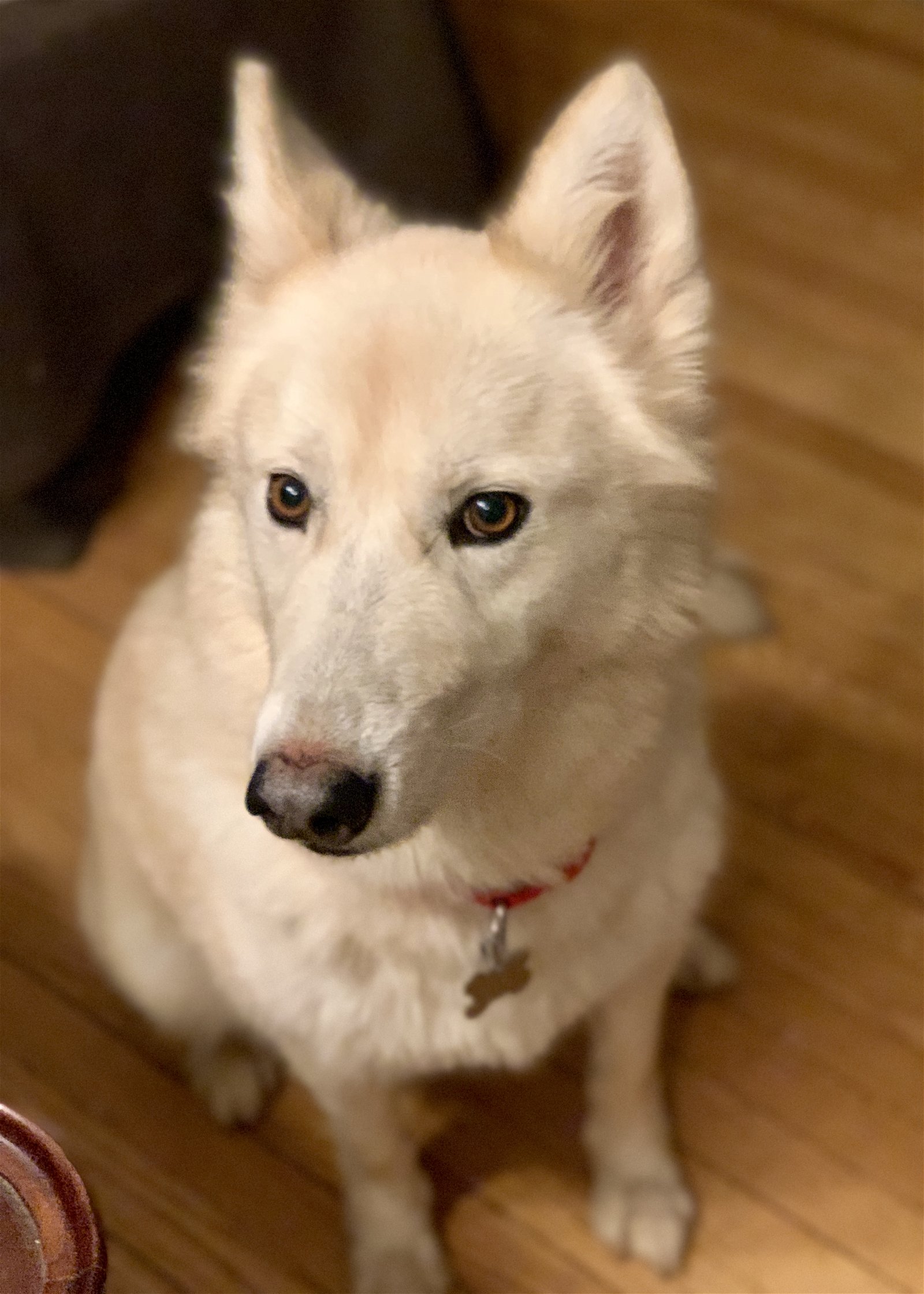 adoptable Dog in Canton, CT named Karma