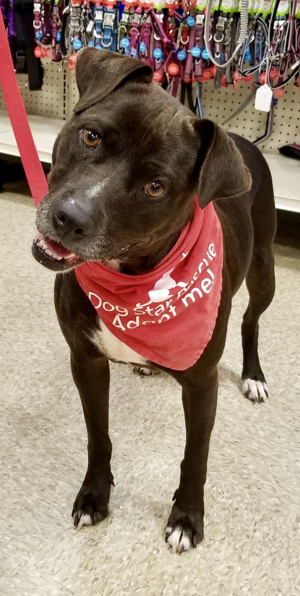 adoptable Dog in Canton, CT named Queenie