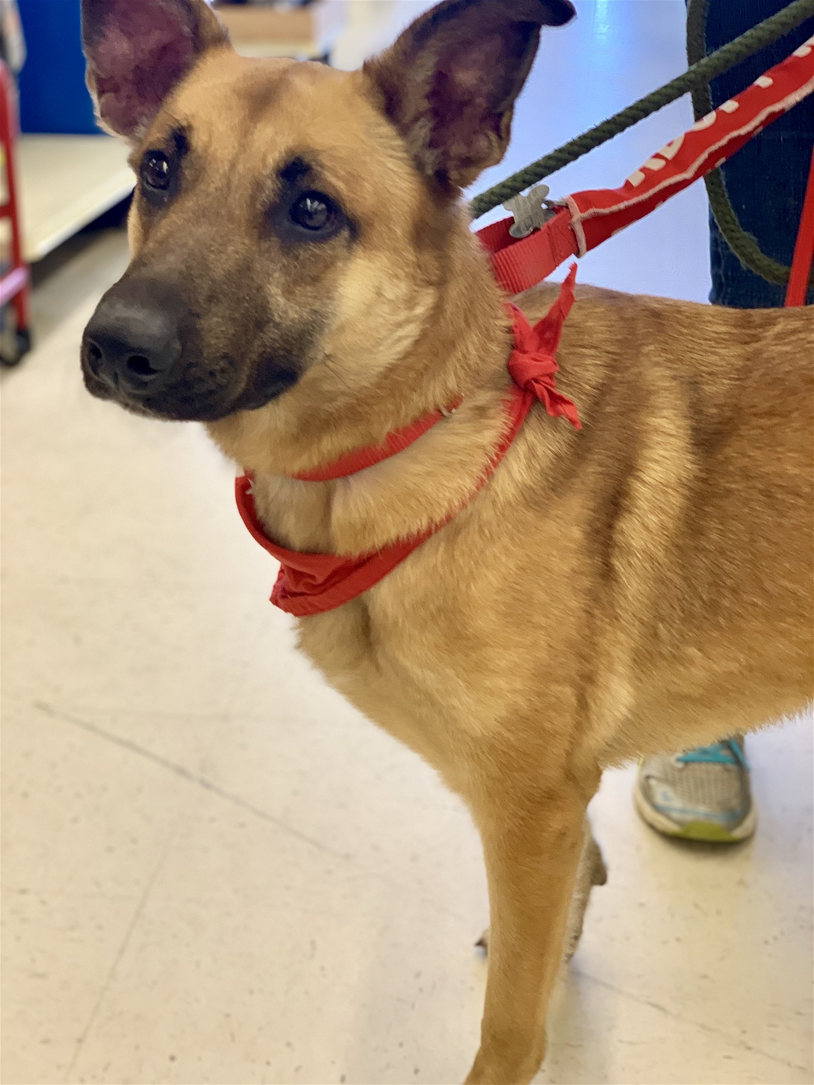 adoptable Dog in Canton, CT named Erma