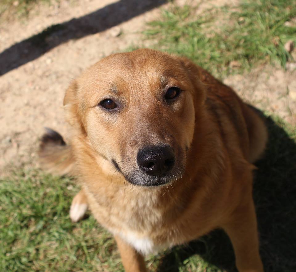 adoptable Dog in Canton, CT named Tara