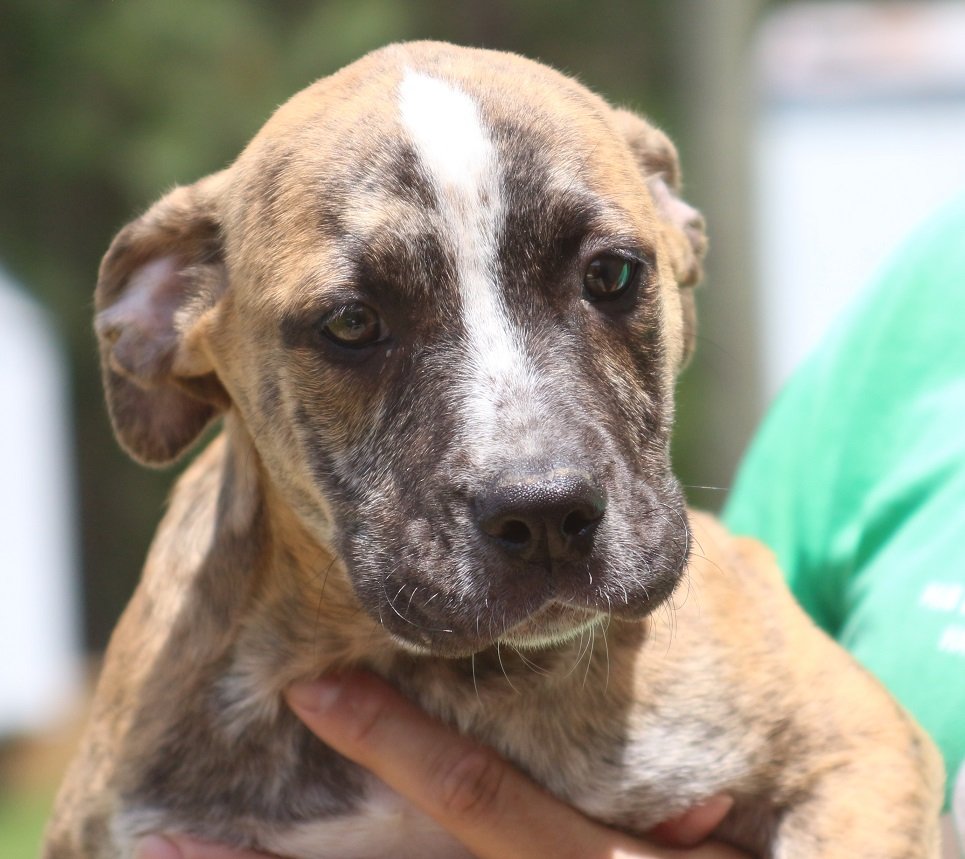 adoptable Dog in Canton, CT named Ravioli