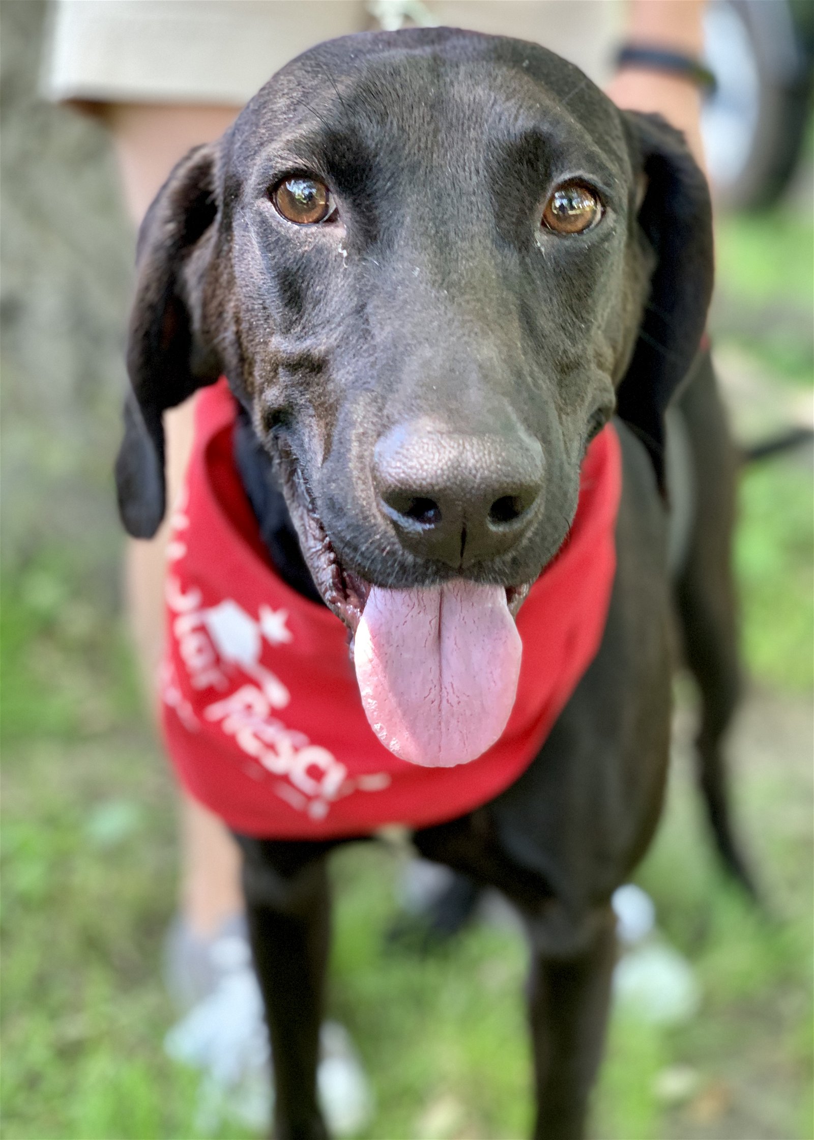 adoptable Dog in Canton, CT named Oloh