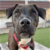adoptable Dog in , CT named Polly