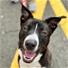 adoptable Dog in , CT named Mac
