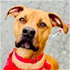 adoptable Dog in , CT named Cruise
