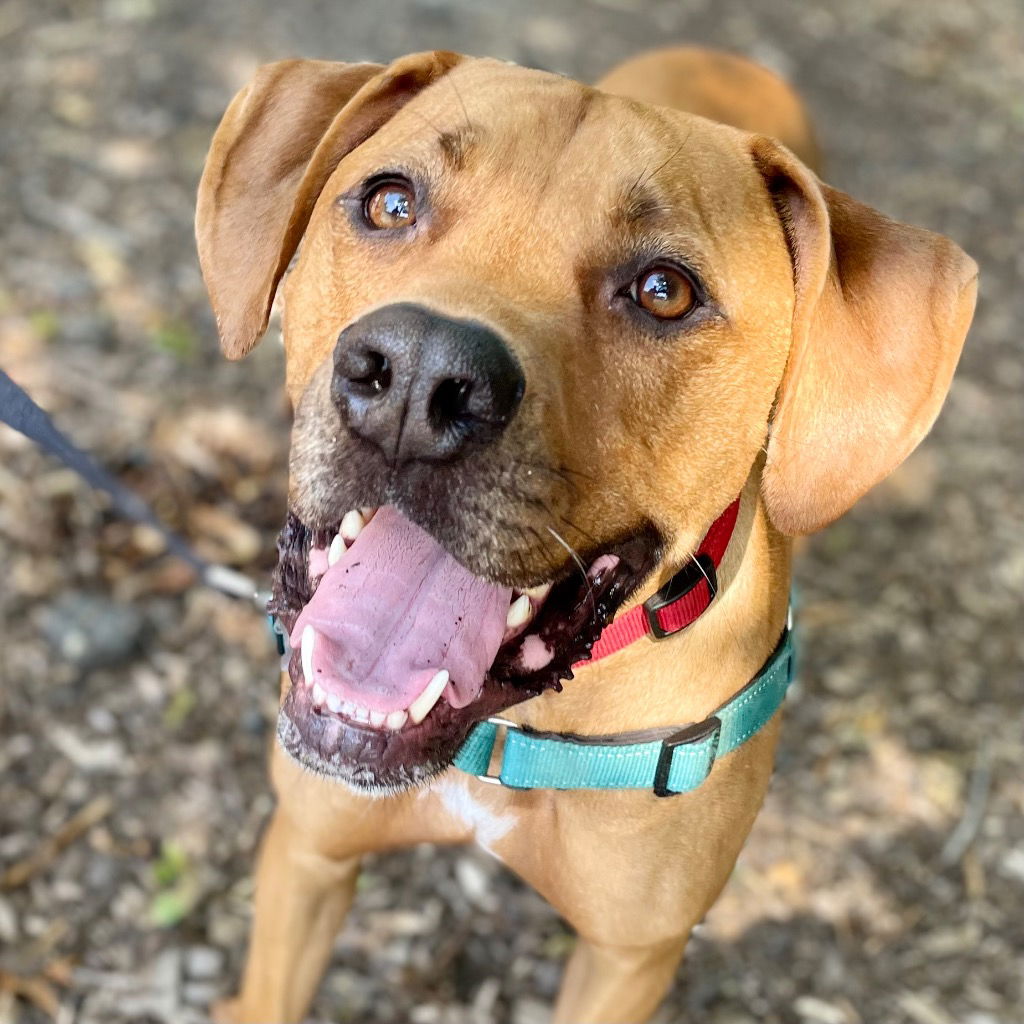 adoptable Dog in Canton, CT named Cruise