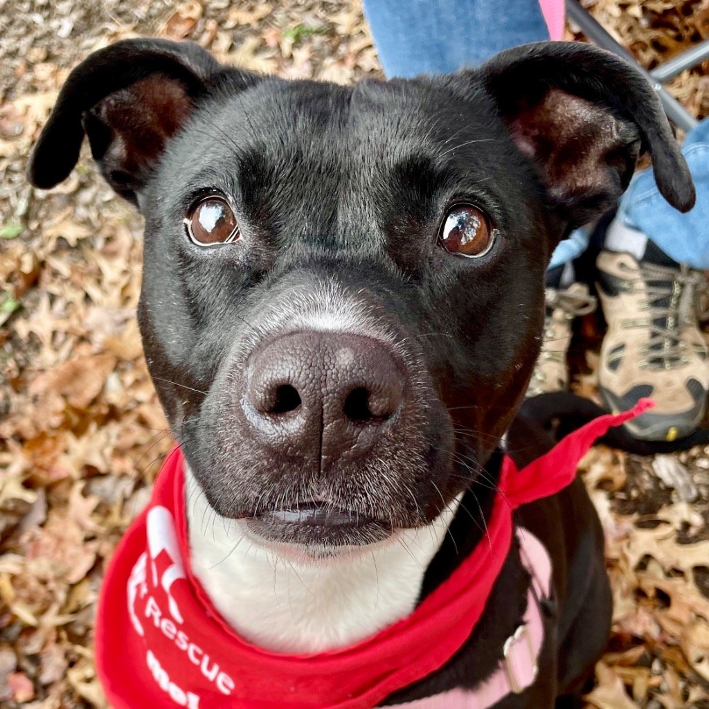 adoptable Dog in Canton, CT named Spice