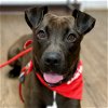 adoptable Dog in canton, CT named Peta