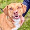 adoptable Dog in canton, CT named Gigi