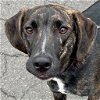 adoptable Dog in , CT named Larry