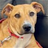 adoptable Dog in , CT named Pisces