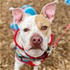 adoptable Dog in , CT named Rocky