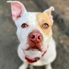 adoptable Dog in , CT named Rocky