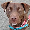 adoptable Dog in , CT named Nova