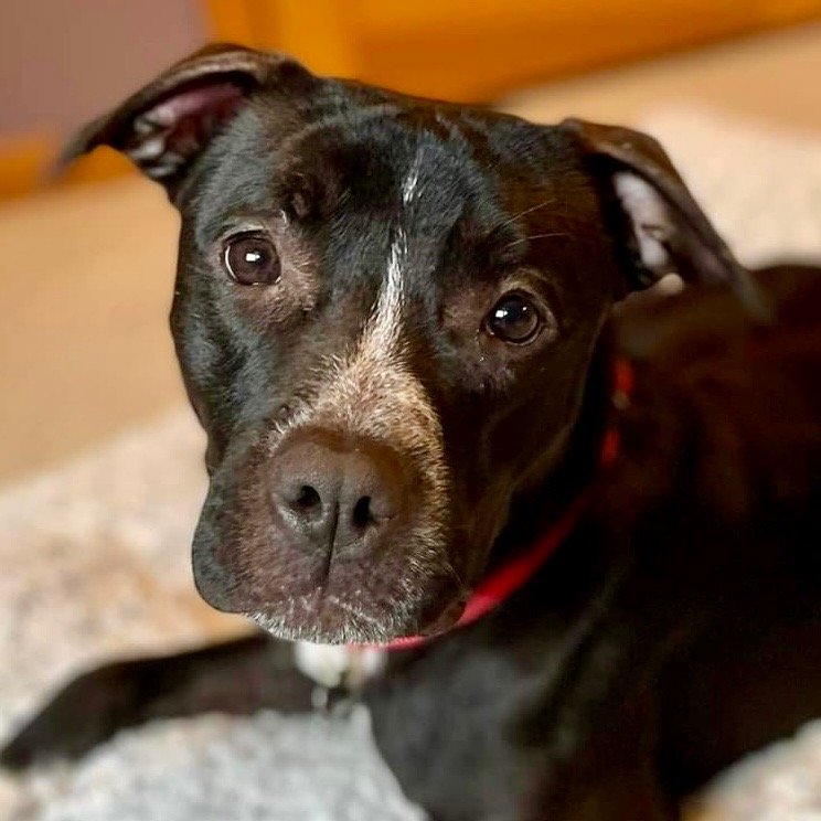 adoptable Dog in Canton, CT named Caprice