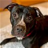 adoptable Dog in , CT named Caprice