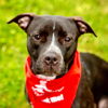 adoptable Dog in , CT named Caprice