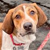 adoptable Dog in , CT named June Bug