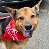 adoptable Dog in canton, CT named Novak
