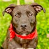 adoptable Dog in , CT named Pearl