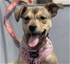 adoptable Dog in , CT named Lottie