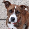 adoptable Dog in canton, CT named Sally