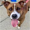 adoptable Dog in canton, CT named Sally