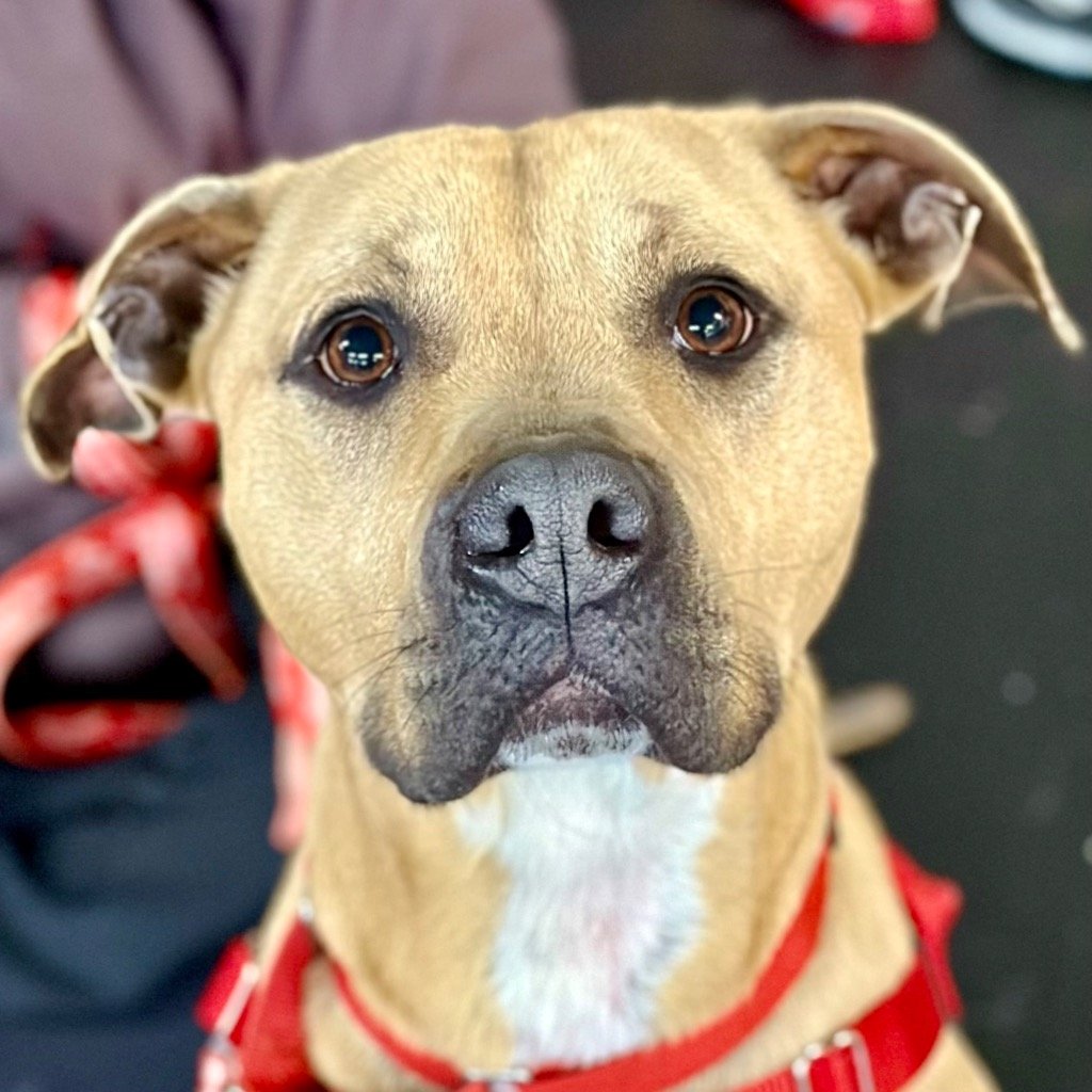 adoptable Dog in Canton, CT named Butters