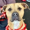 adoptable Dog in , CT named Butters