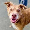 adoptable Dog in , CT named Missy 1