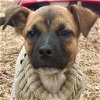 adoptable Dog in canton, CT named Ricky