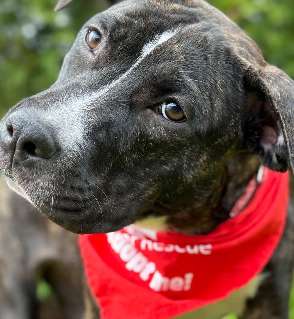 adoptable Dog in Canton, CT named Mammoth
