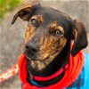 adoptable Dog in canton, CT named Ramona