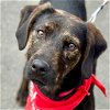 adoptable Dog in , CT named Rylie