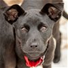 adoptable Dog in , CT named London