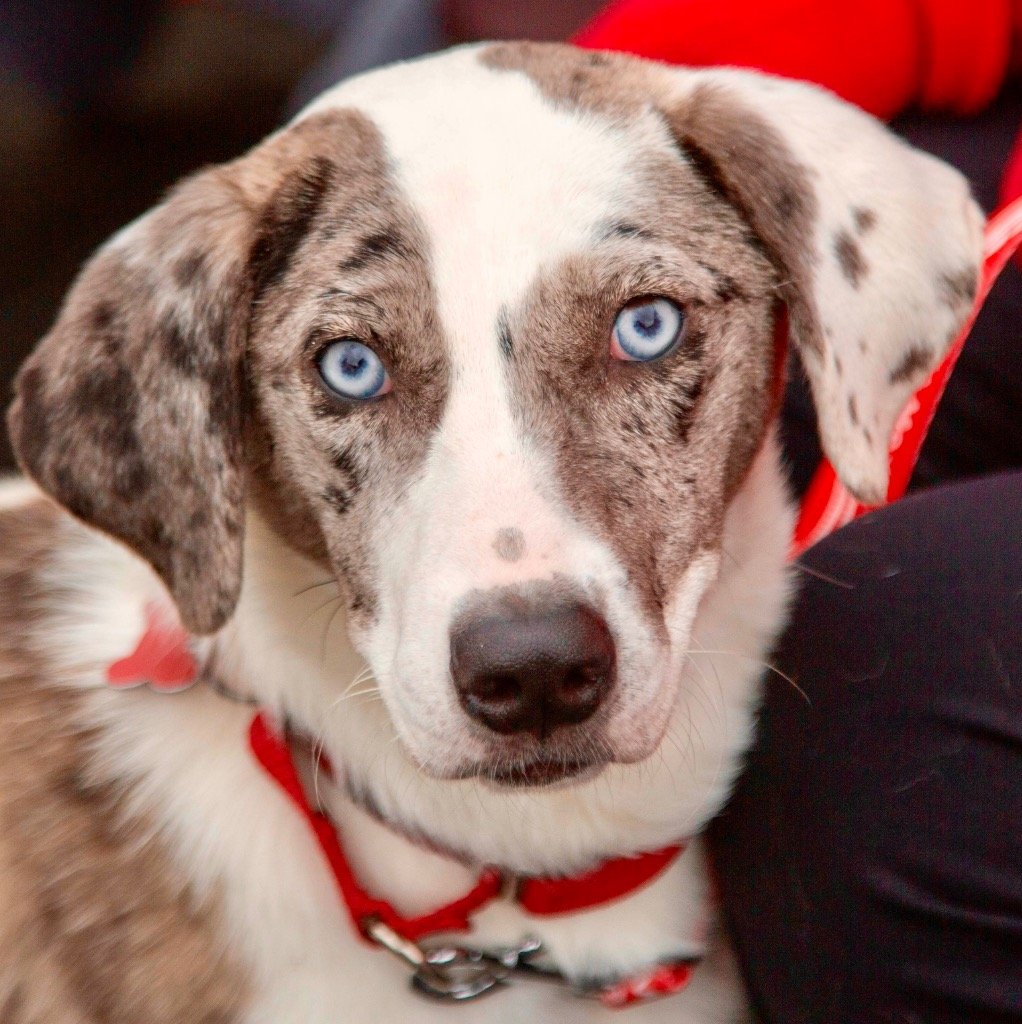 adoptable Dog in Canton, CT named Hannah