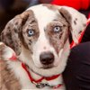 adoptable Dog in canton, CT named Hannah