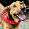 adoptable Dog in ct, CT named Ace