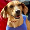adoptable Dog in , CT named Dixie