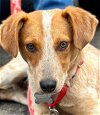 adoptable Dog in , CT named Donald