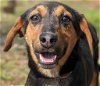 adoptable Dog in canton, CT named Drake