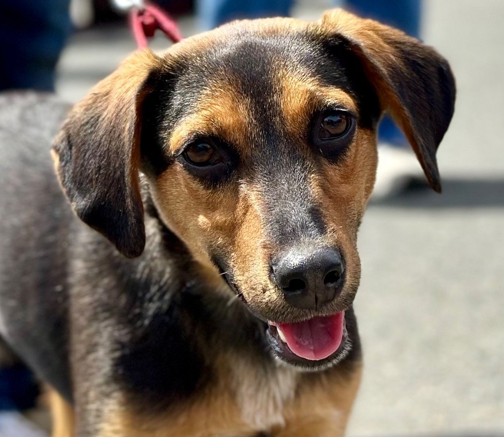 adoptable Dog in Canton, CT named Drake
