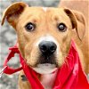 adoptable Dog in , CT named Hoss